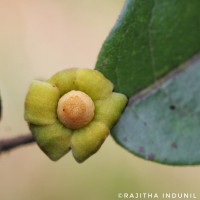 Uvaria sphenocarpa Hook.f. & Thomson